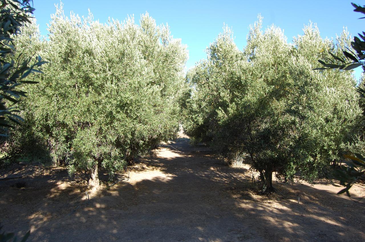 Pensjonat Longacre Olive & Vineyard Estate Langebaan Zewnętrze zdjęcie
